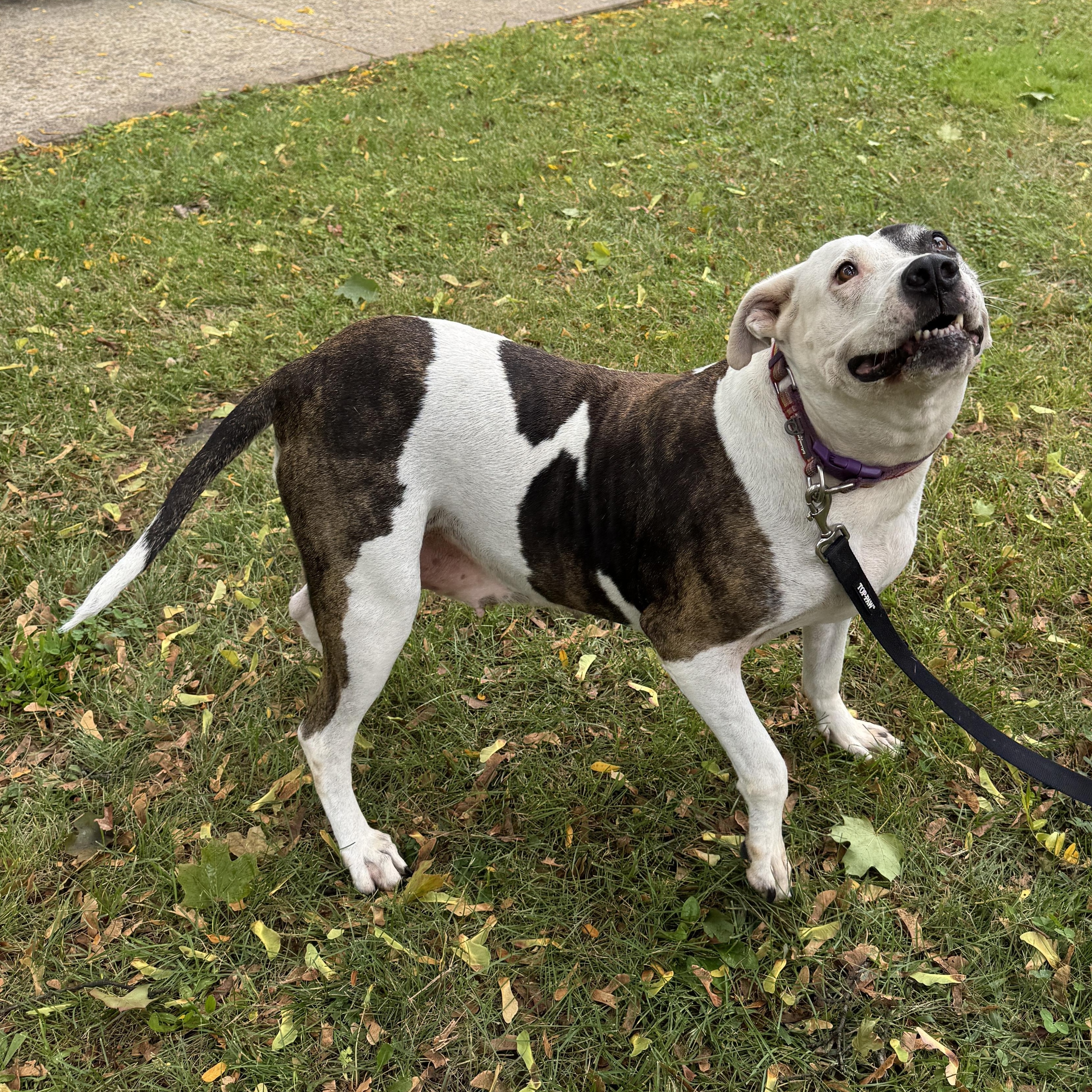 ADRIANNA - Sweet Gentle Girl needs a Furever Home - PLs WATCH HER VIDEO, Adoptable, Senior Female American Staffordshire Terrier.
