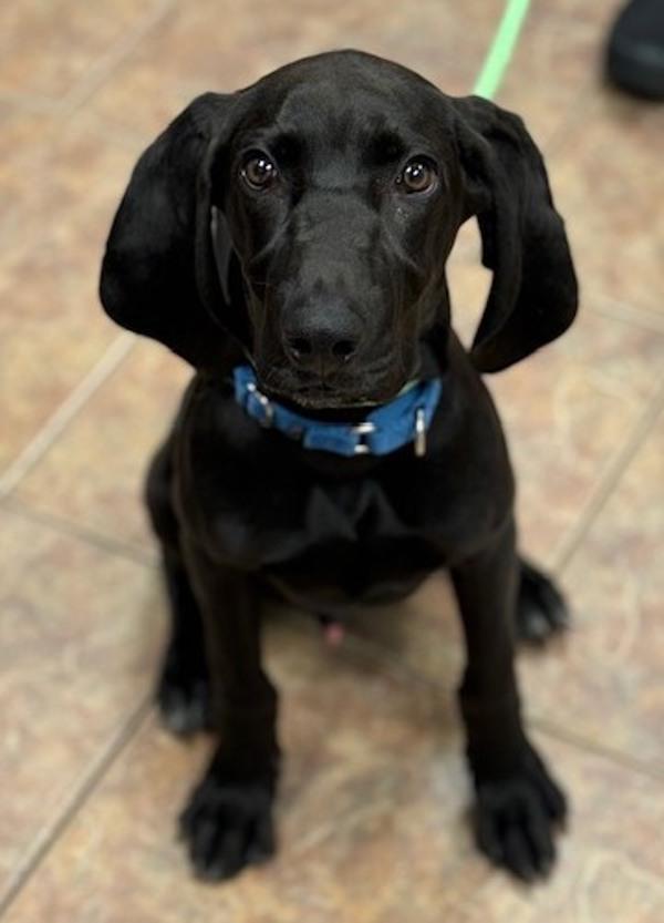 Forrest Gump, Adoptable, Puppy Male Bloodhound.