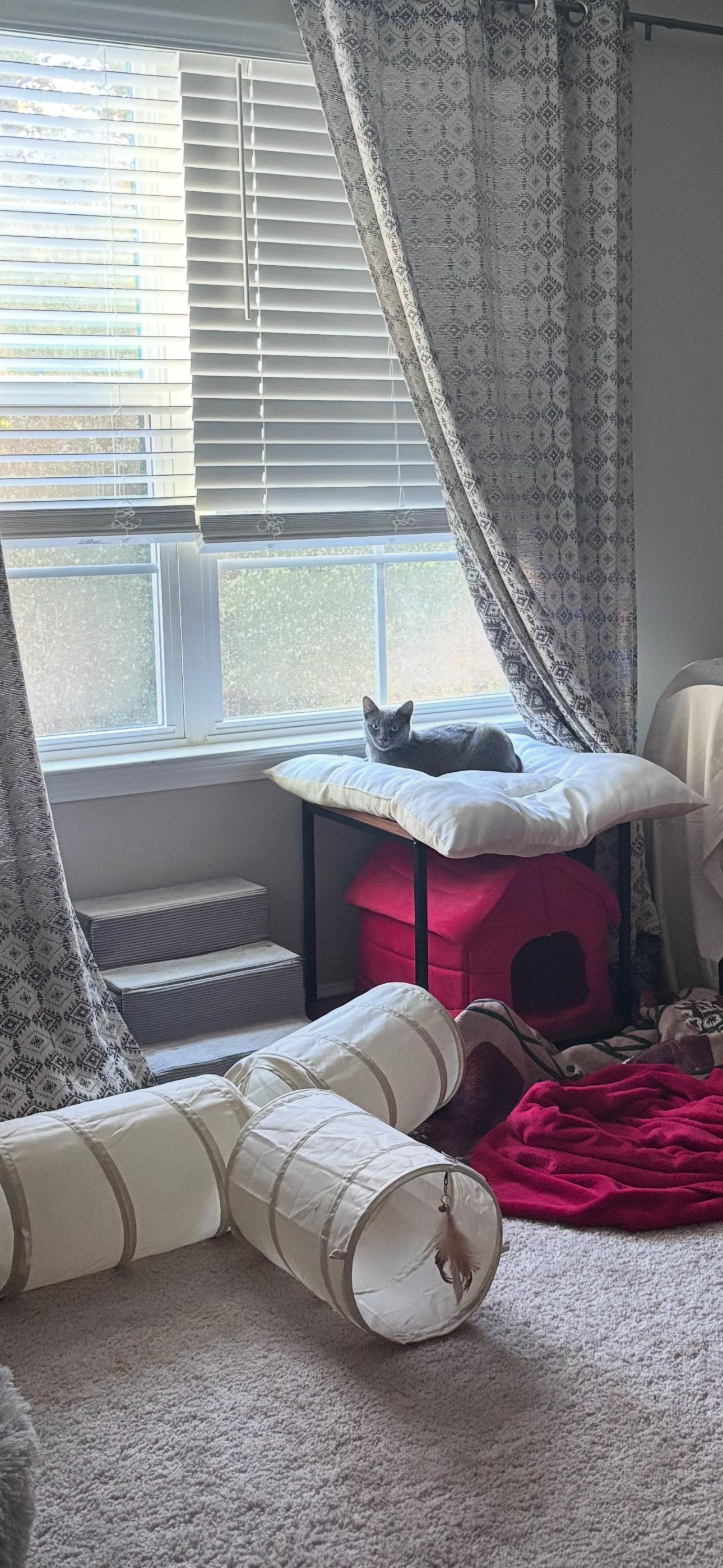 Enlarge Pretty Paula, a Adoptable mixed breed in Boothbay, ME image 2/5