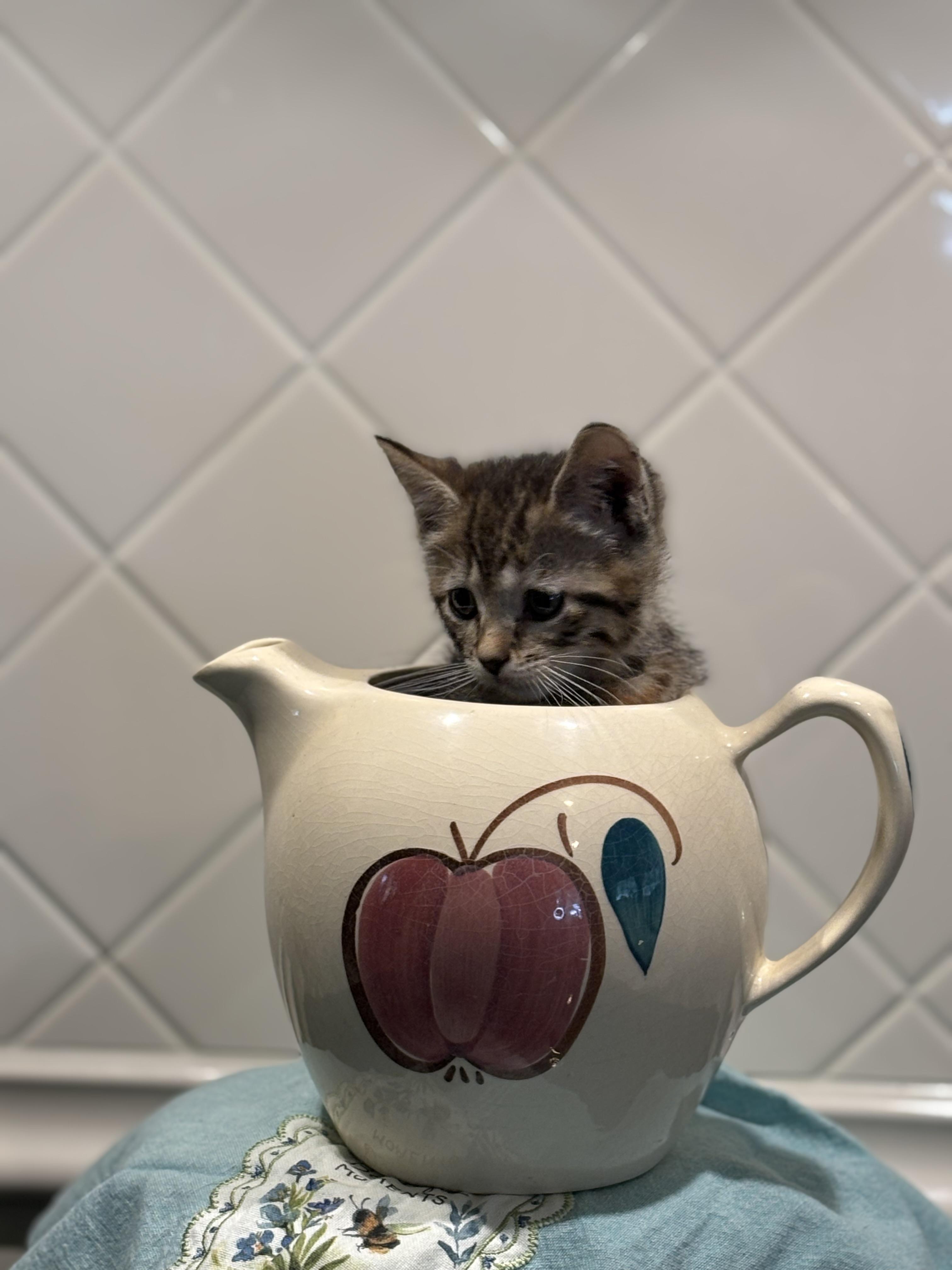 Enlarge Abby, a Adoptable Domestic Short Hair in Hemingway, SC image 1/1