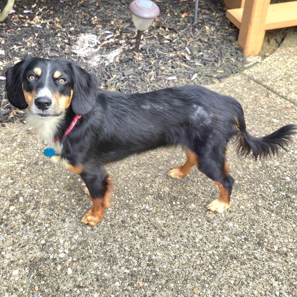 Enlarge LARRY, an adopted mixed breed in Terrace Park, OH image 5/5