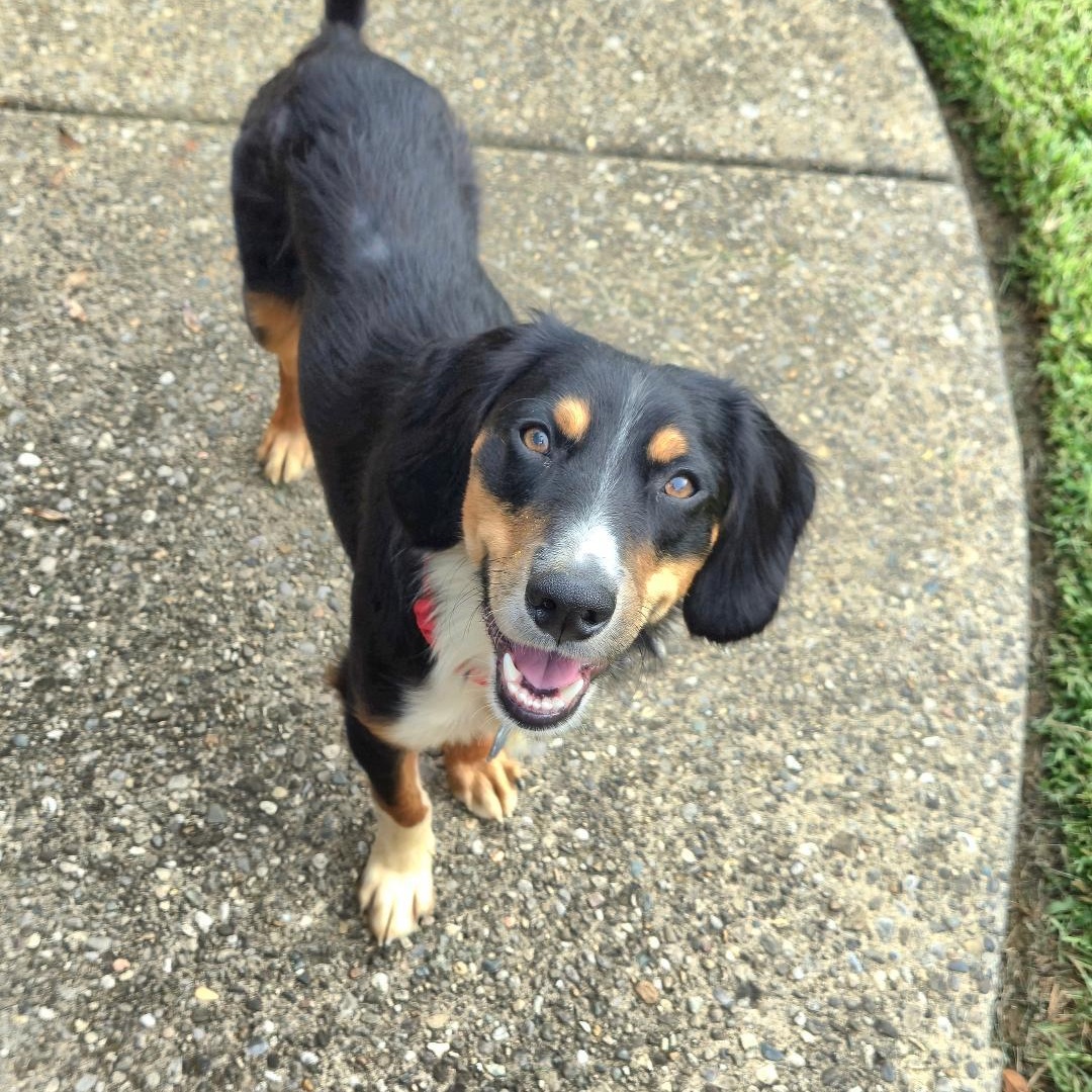 Enlarge LARRY, an adopted mixed breed in Terrace Park, OH image 4/5