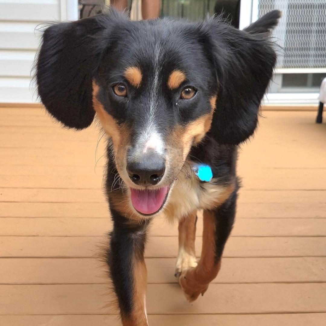 LARRY, adopted, Young Male Spaniel & Australian Shepherd.