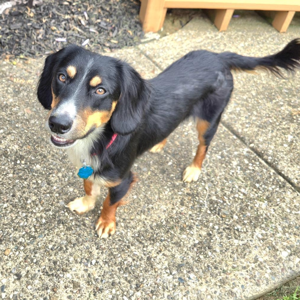 Enlarge LARRY, an adopted mixed breed in Terrace Park, OH image 3/5