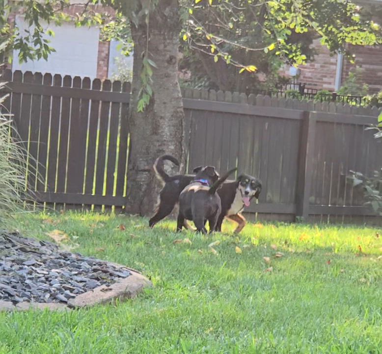 Enlarge LARRY, an adopted mixed breed in Terrace Park, OH video 2/5