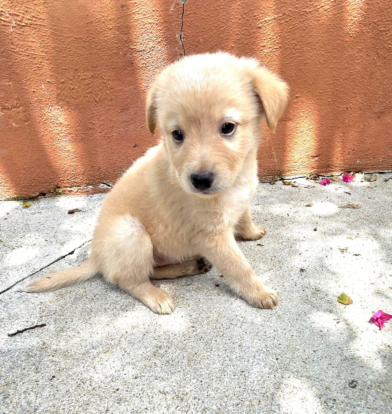 Enlarge Cozy, an adopted mixed breed in Orlando, FL image 1/1