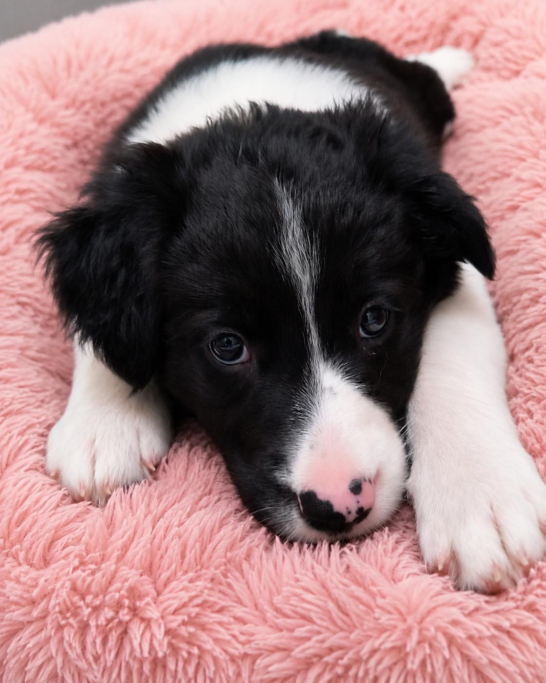 Enlarge ROSEMARY, a ADOPTABLE mixed breed in Chocowinity , NC image 3/6