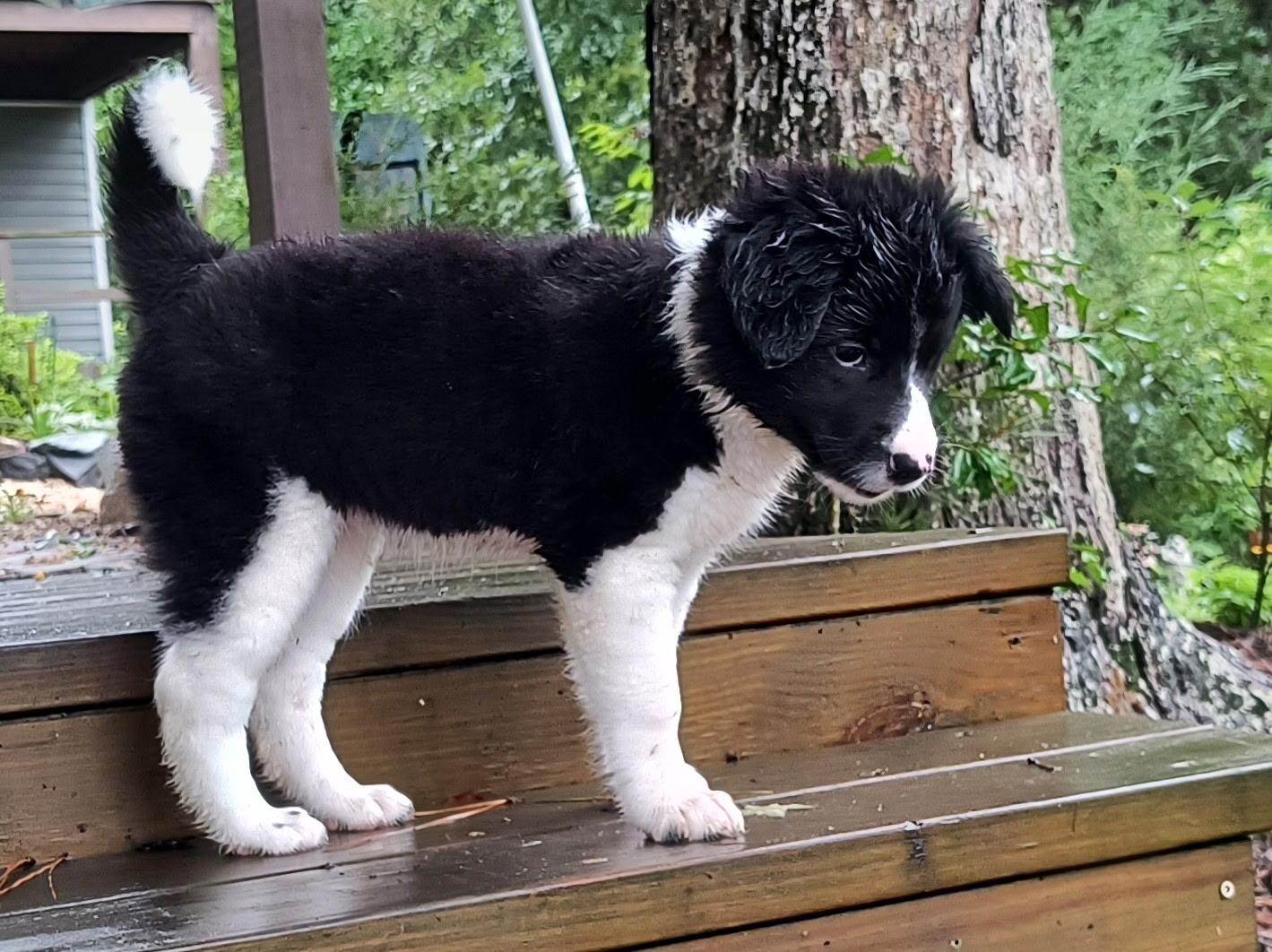 ROSEMARY, ADOPTABLE, Puppy Female Border Collie & Australian Shepherd.