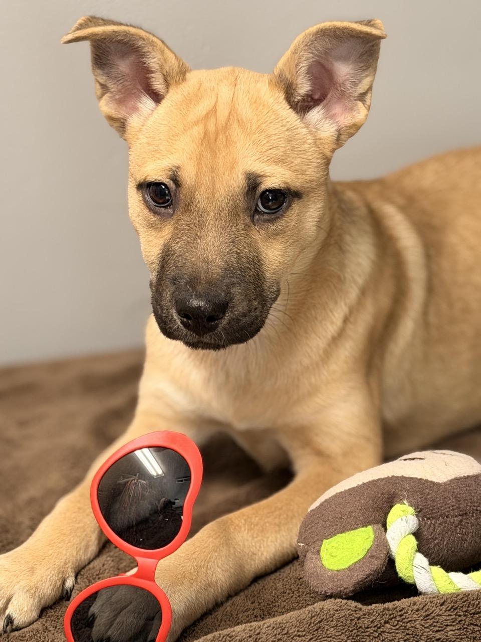 Enlarge Anna, an adopted mixed breed in Sparta, NJ image 2/6