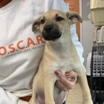 Enlarge Anna, an adopted mixed breed in Sparta, NJ image 6/6