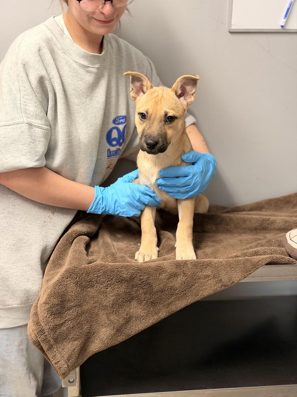 Enlarge Anna, an adopted mixed breed in Sparta, NJ image 4/6