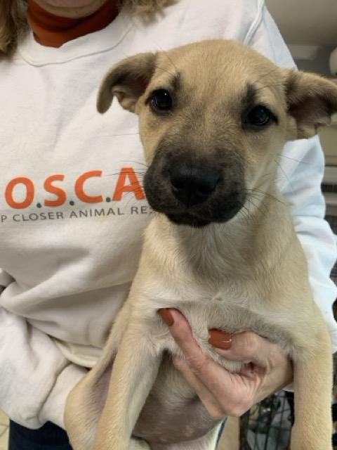 Enlarge Anna, an adopted mixed breed in Sparta, NJ image 5/6