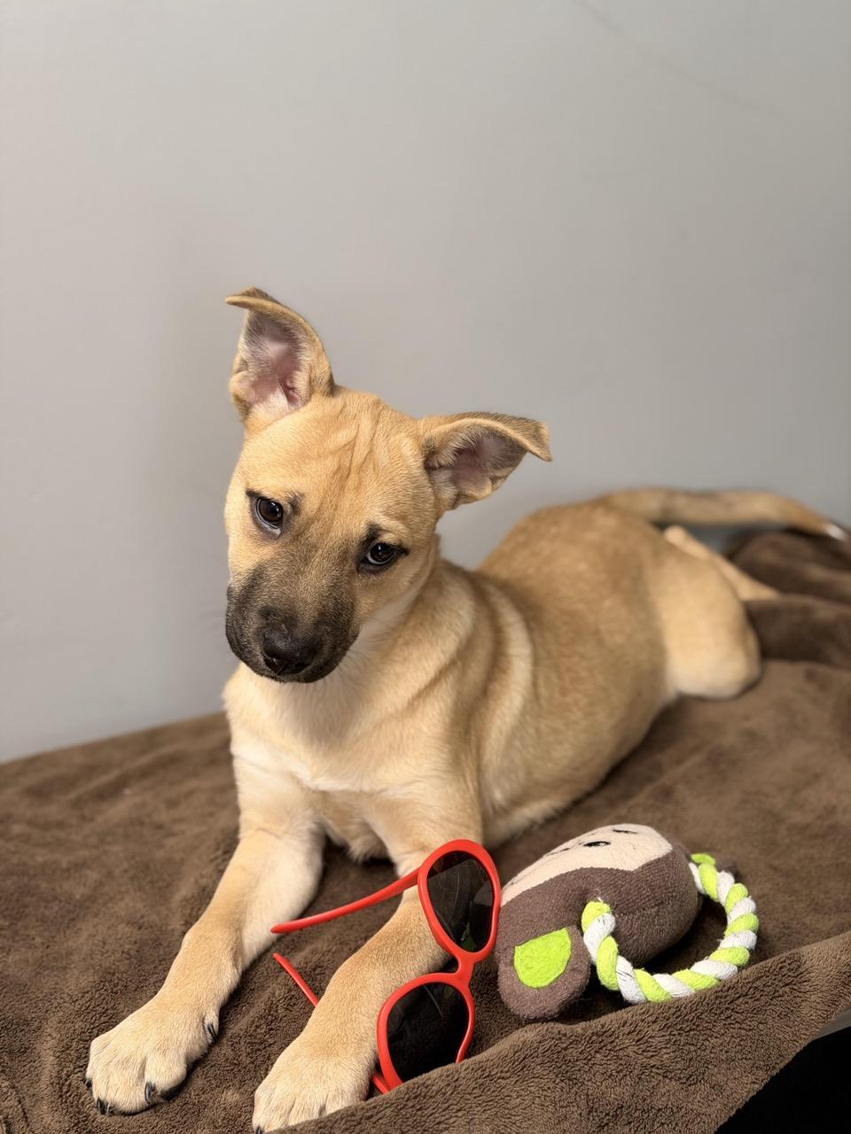 Enlarge Anna, an adopted mixed breed in Sparta, NJ image 3/6