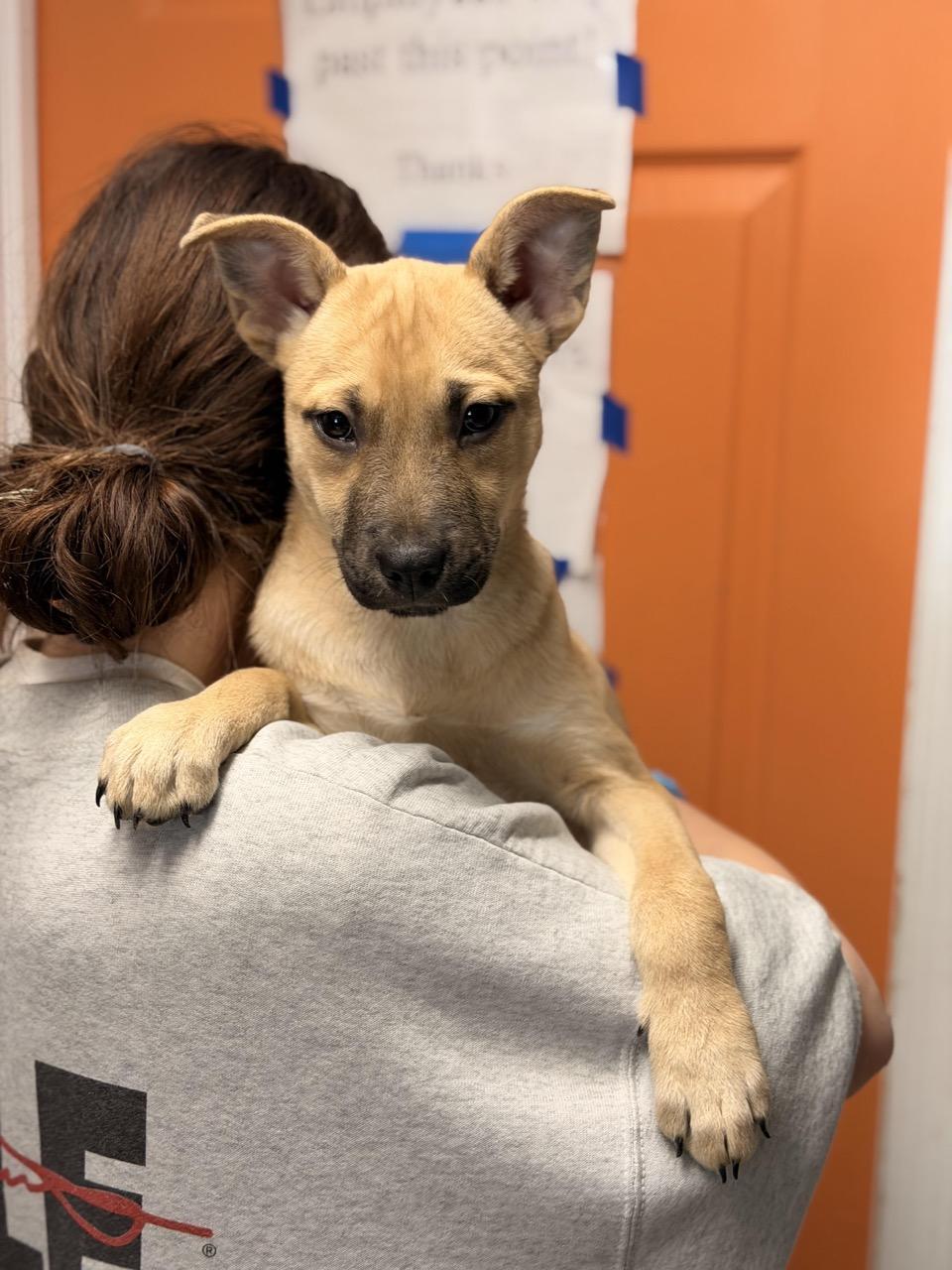 Enlarge Anna, an adopted mixed breed in Sparta, NJ image 1/6