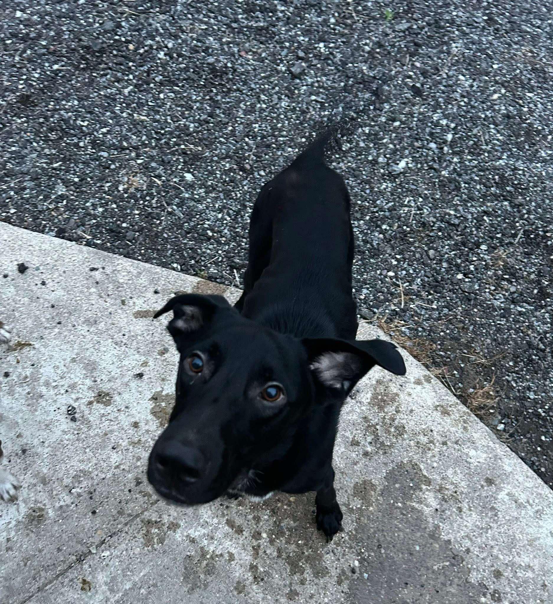 Lenny, Adoptable, Adult Male German Shepherd Dog.