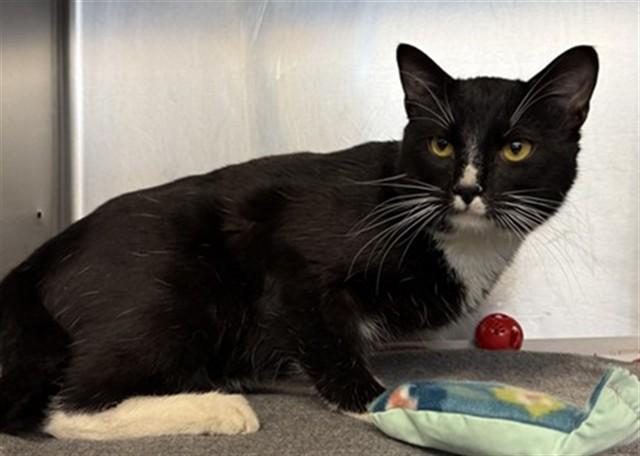 ASCAHIRE, Adoptable, Young Male Domestic Short Hair.