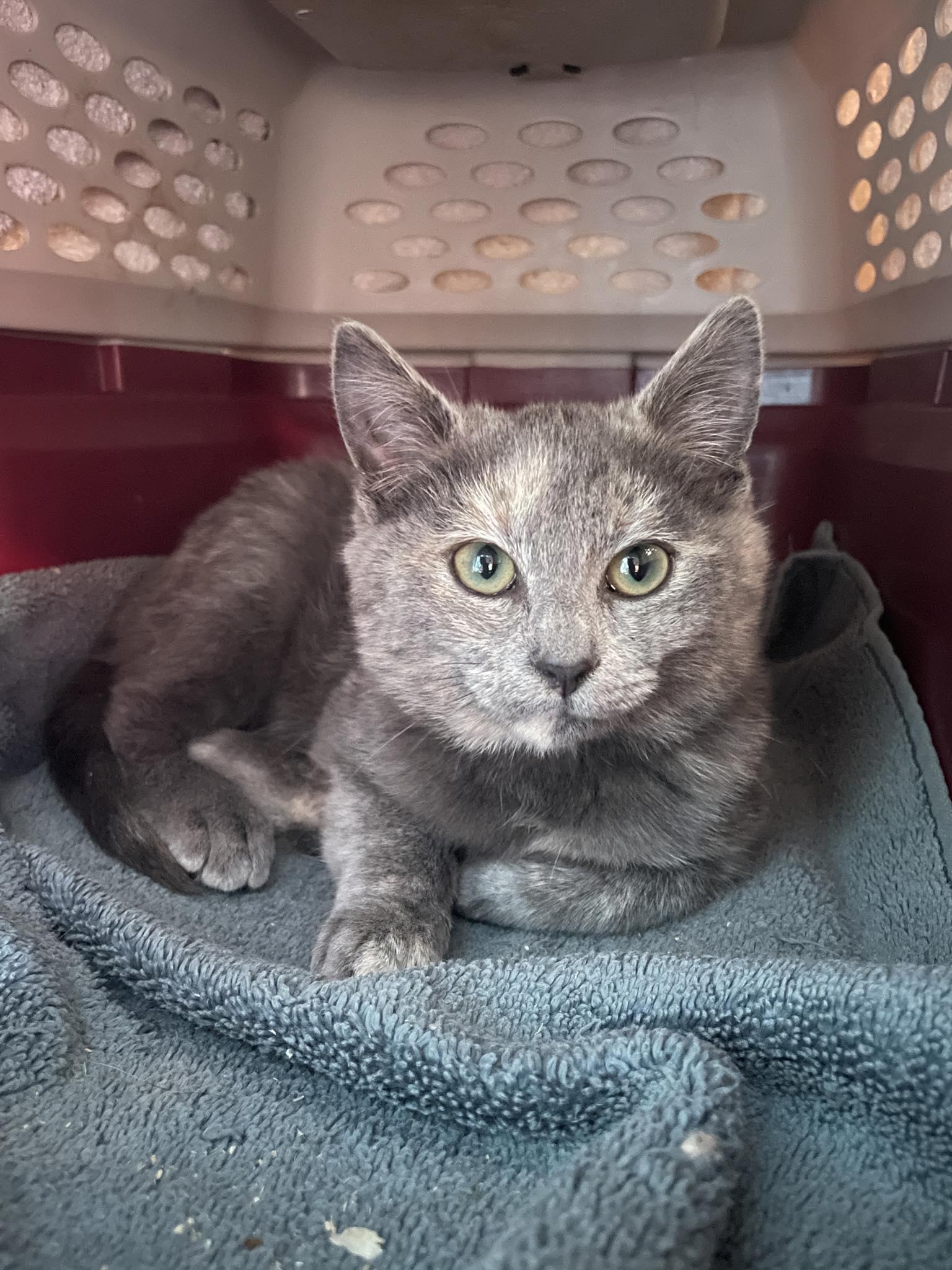 Holly Berry, Adopted, Young Female Domestic Short Hair.