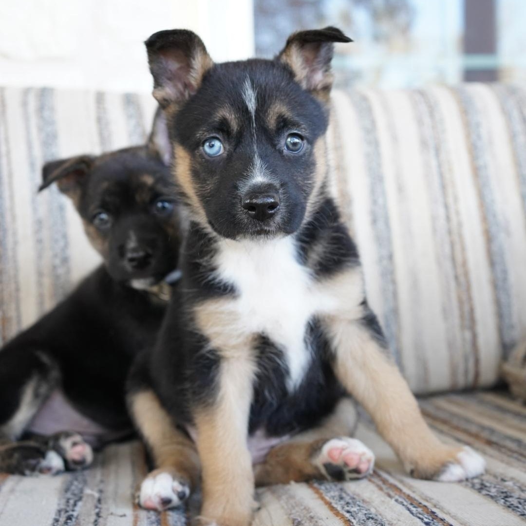 Enlarge Lyra (Flower), a Adoptable mixed breed in San Antonio, TX image 4/6