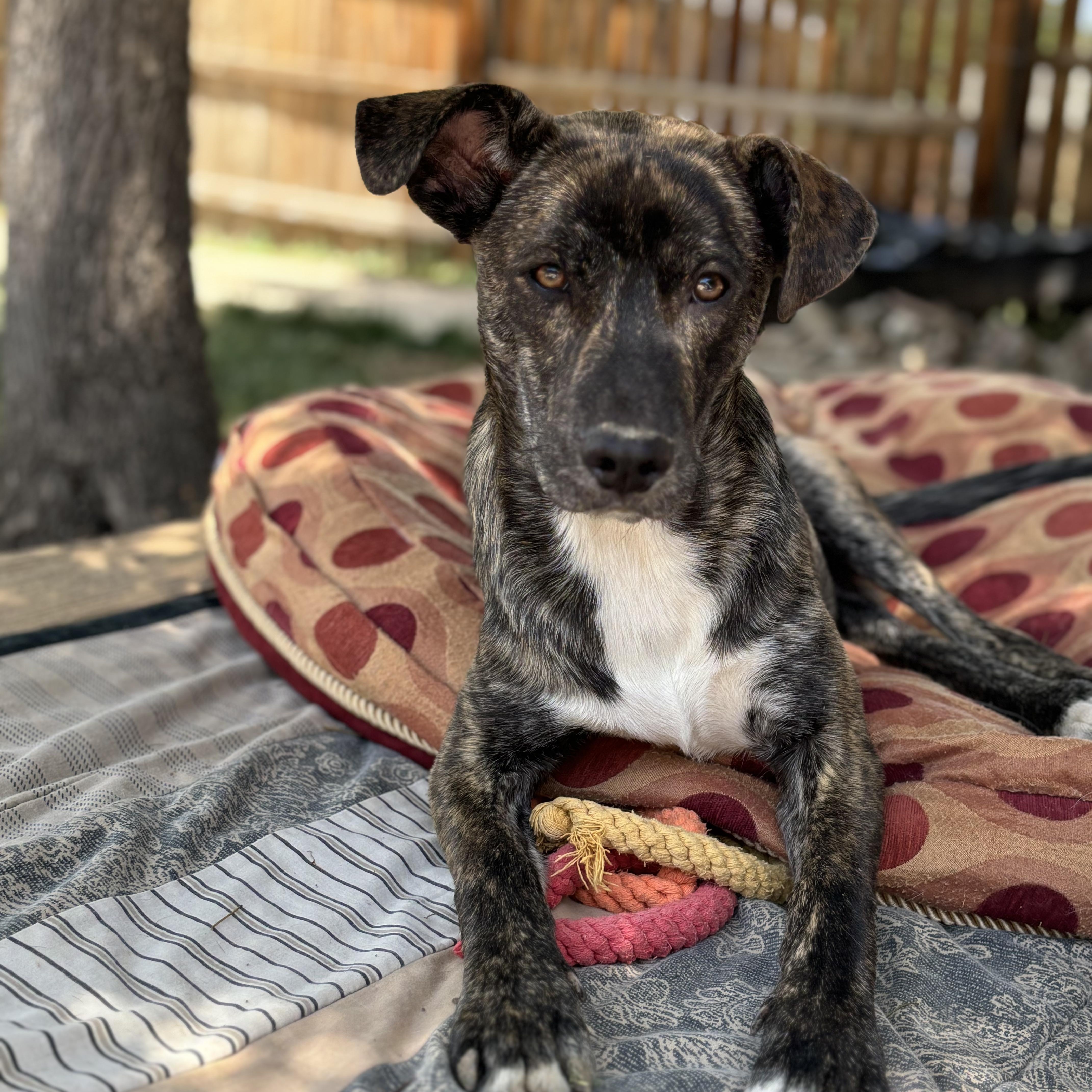 Enlarge Jack, a Adopted Dutch Shepherd in Westminster, CO image 2/4