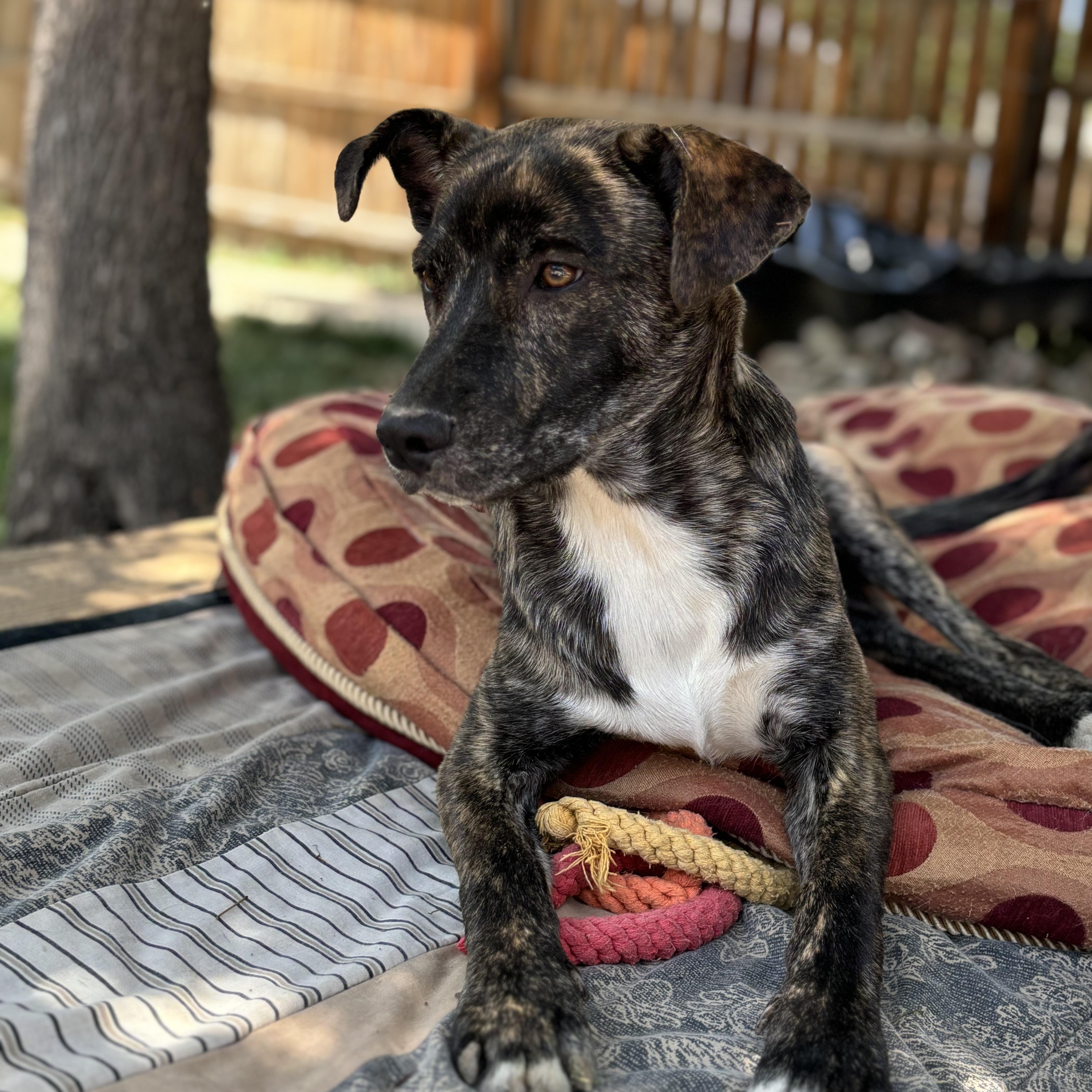 Enlarge Jack, a Adopted Dutch Shepherd in Westminster, CO image 4/4