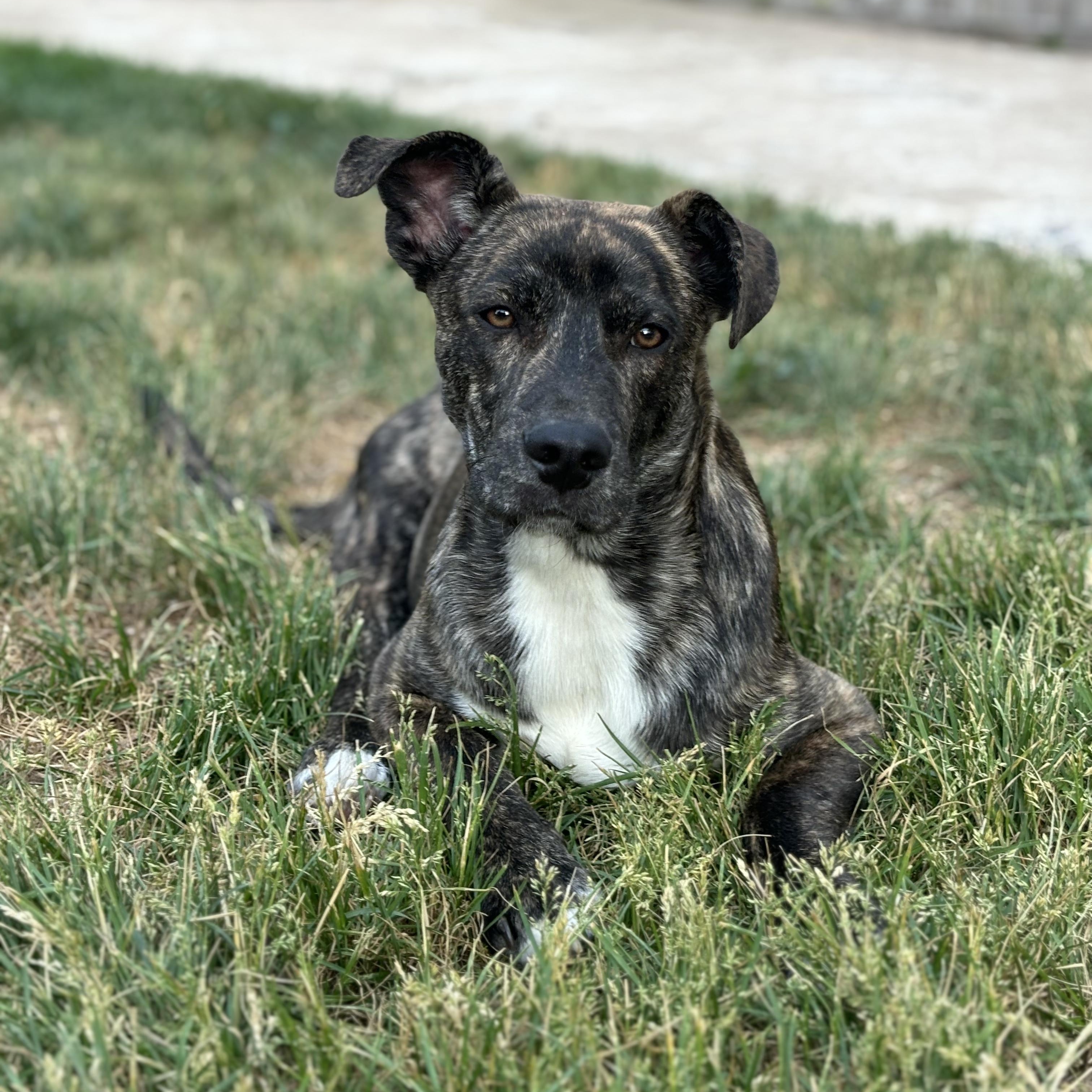 Enlarge Jack, a Adopted Dutch Shepherd in Westminster, CO image 3/4