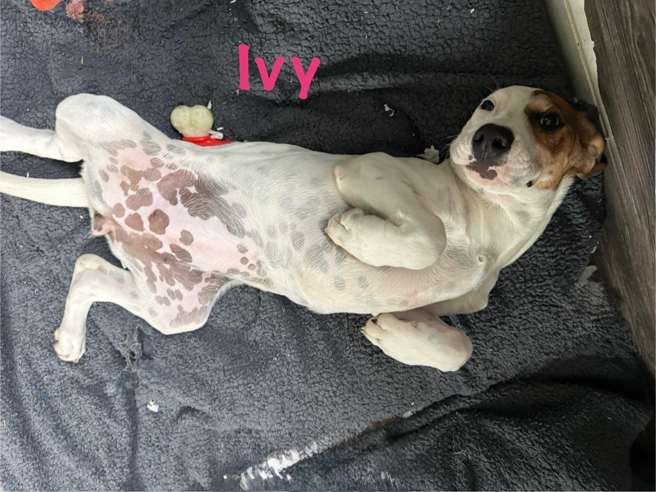 Ivy & Eve, a Adoptable mixed breed in Succasunna, NJ image 1/6