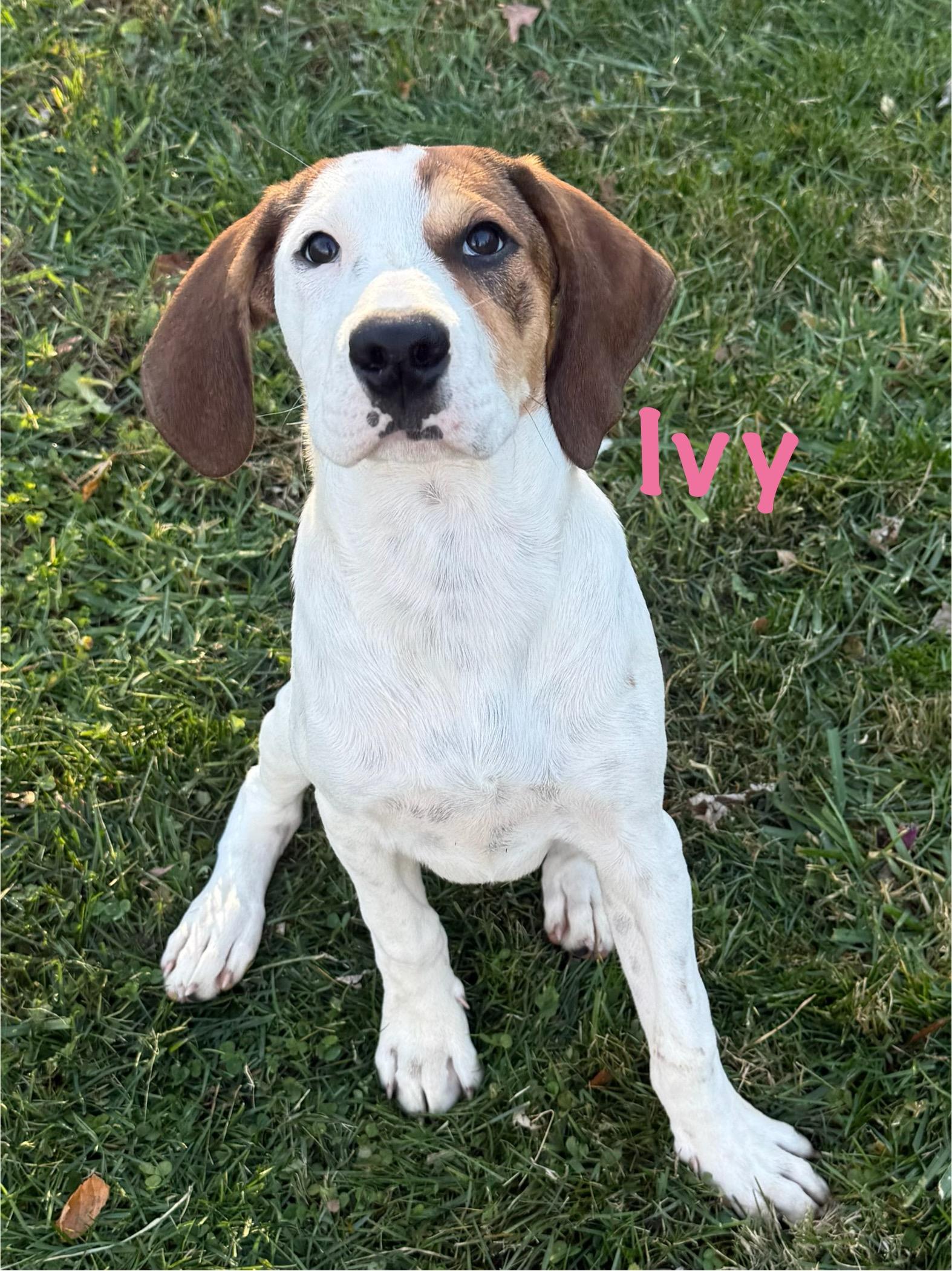 Ivy & Eve, Adoptable, Puppy Female Hound.