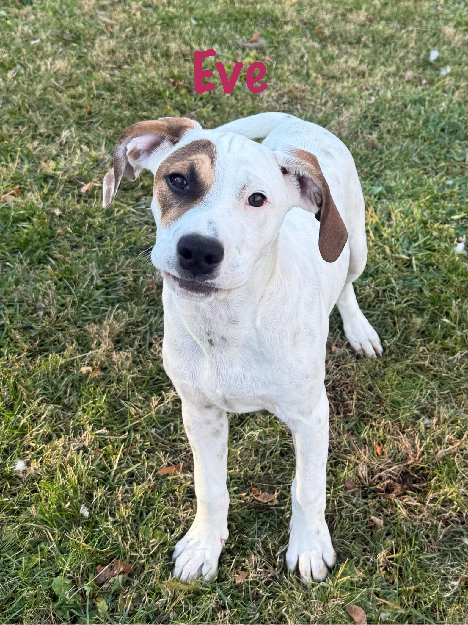 Ivy & Eve, a Adoptable mixed breed in Succasunna, NJ image 3/6