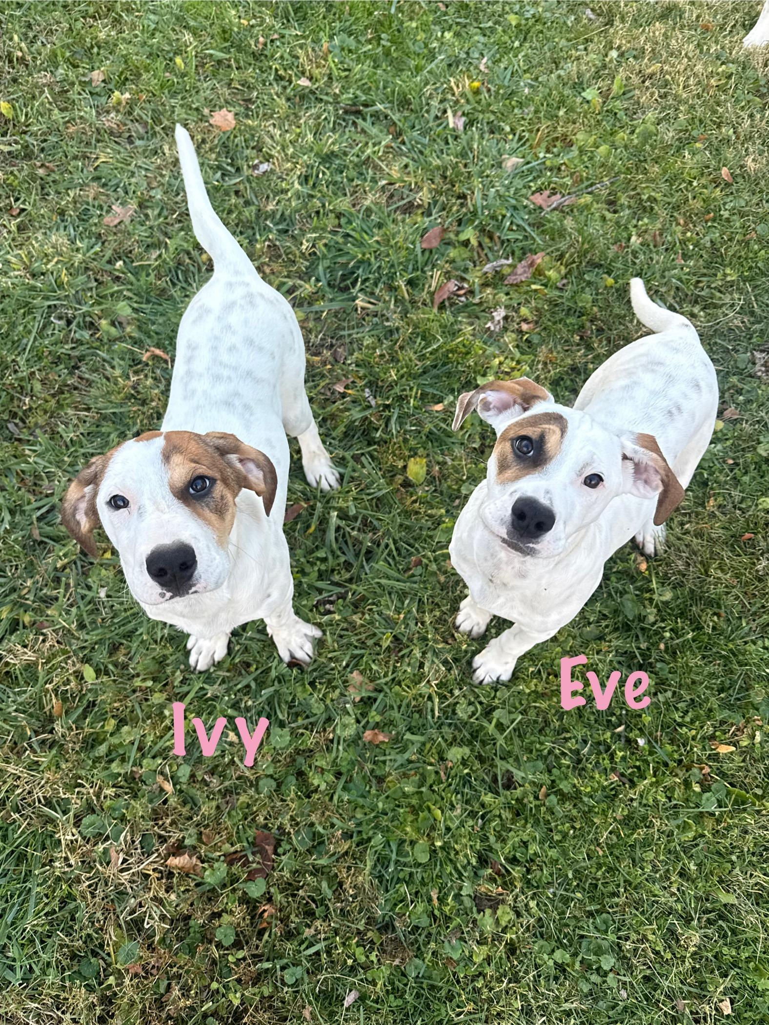 Ivy & Eve, a Adoptable mixed breed in Succasunna, NJ image 4/6