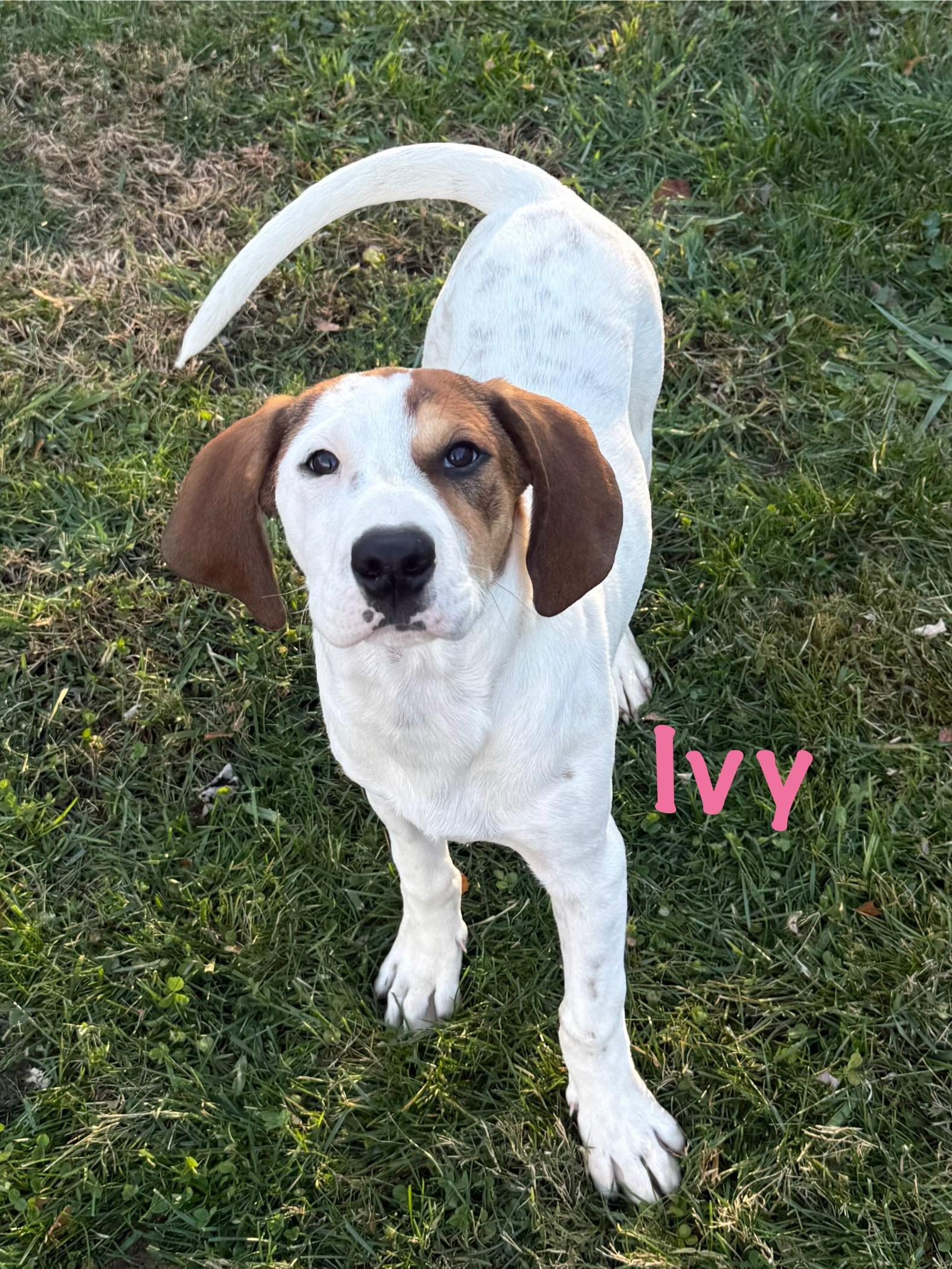 Ivy & Eve, a Adoptable mixed breed in Succasunna, NJ image 5/6