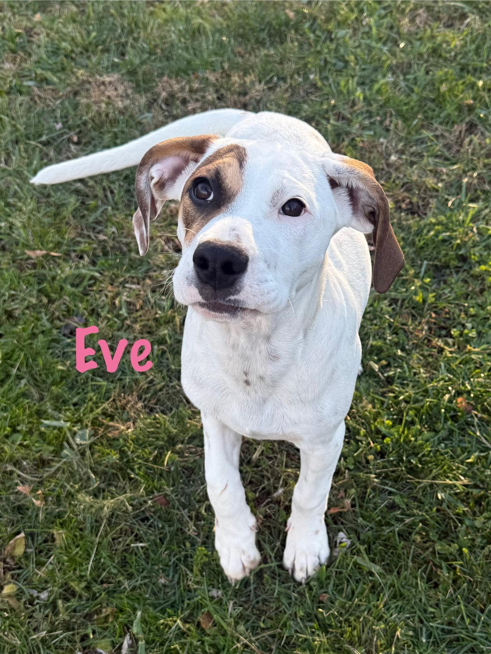Ivy & Eve, a Adoptable mixed breed in Succasunna, NJ image 6/6