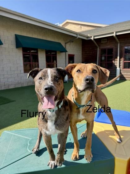 Zelda, Adoptable, Adult Female Mixed Breed & Mixed Breed.