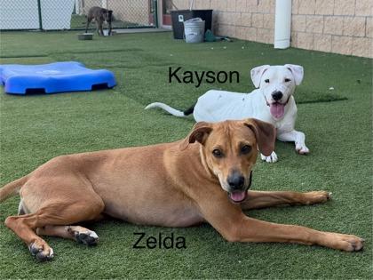 Zelda, Adoptable, Adult Female Mixed Breed & Mixed Breed.