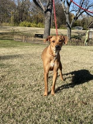 Enlarge Zelda, a Adoptable Mixed Breed in Independence, MO image 1/1