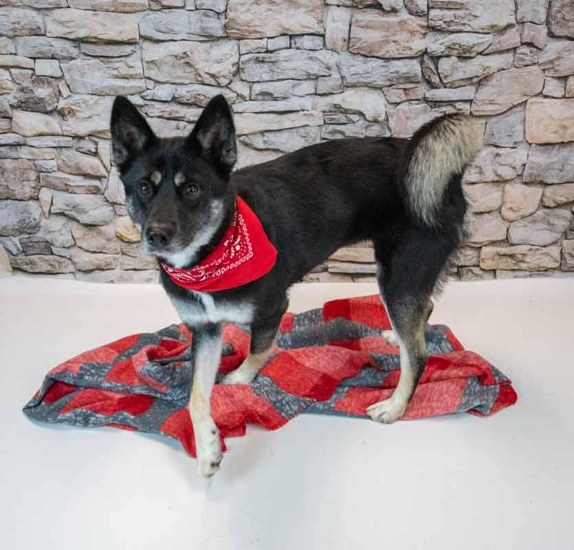 Ophelia, an adopted mixed breed in Kennesaw, GA image 4/6