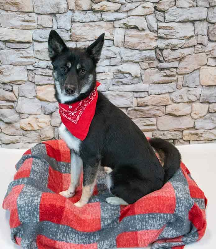 Ophelia, an adopted mixed breed in Kennesaw, GA image 2/6