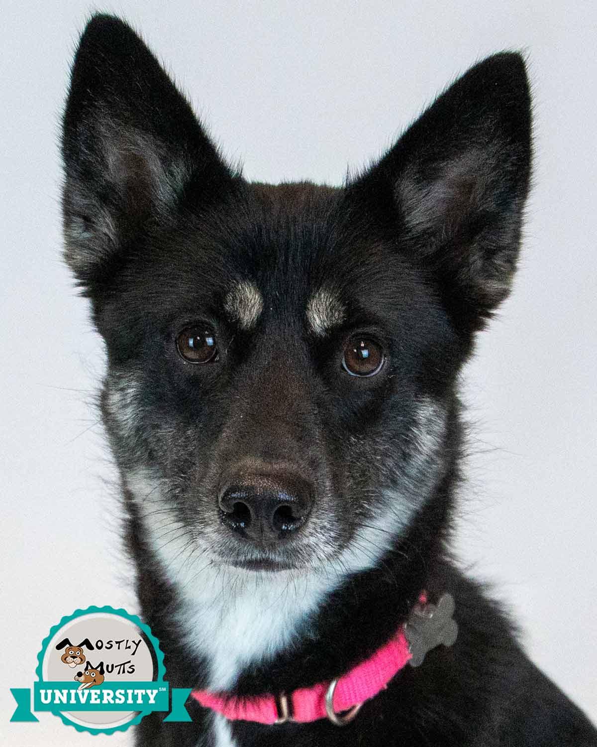 Ophelia, adopted, Adult Female Shepherd & Husky.