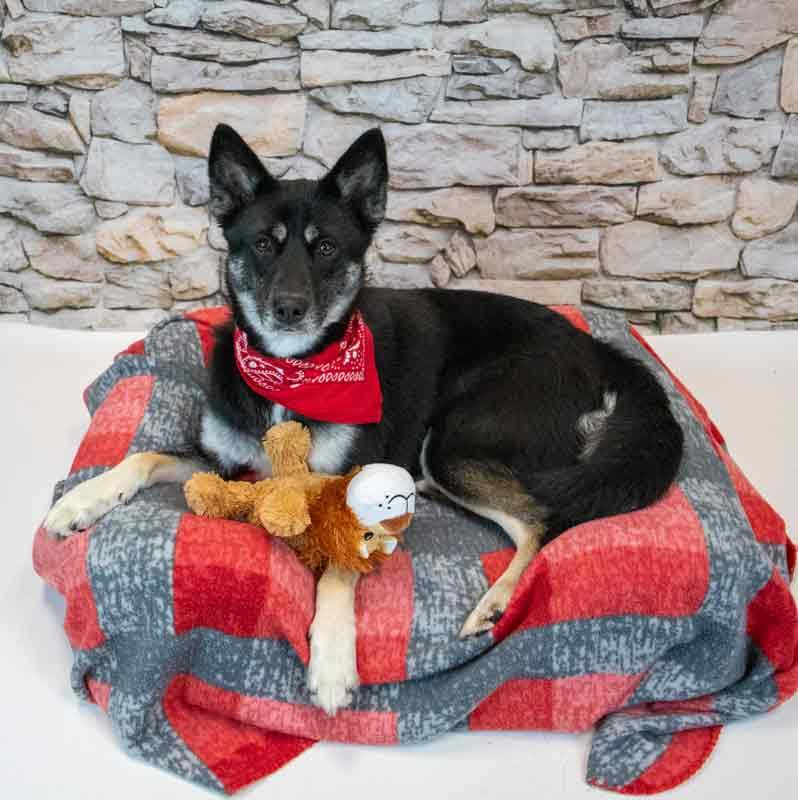 Ophelia, an adopted mixed breed in Kennesaw, GA image 3/6