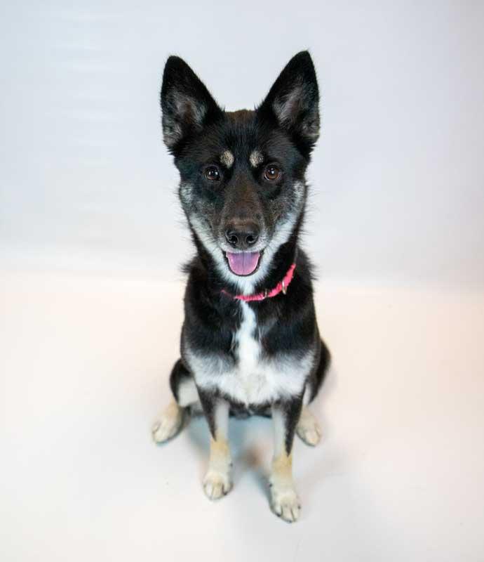 Ophelia, an adopted mixed breed in Kennesaw, GA image 6/6