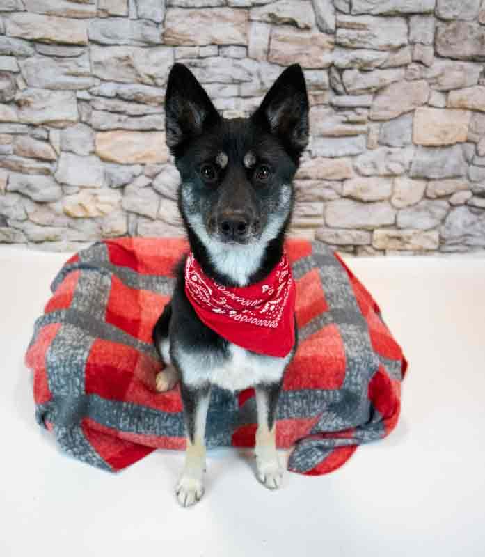 Ophelia, an adopted mixed breed in Kennesaw, GA image 5/6