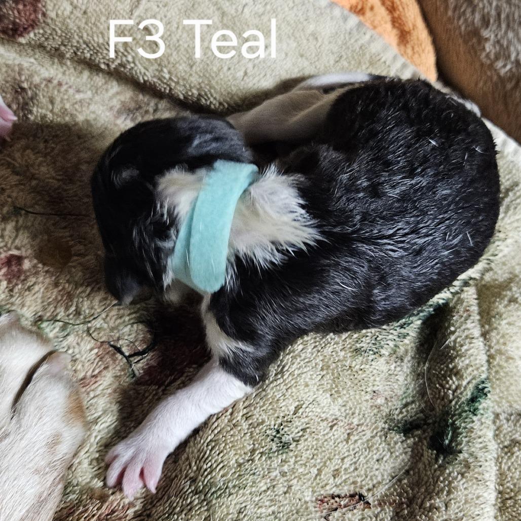 Eve's Pup- Olivia — thumbnail 2