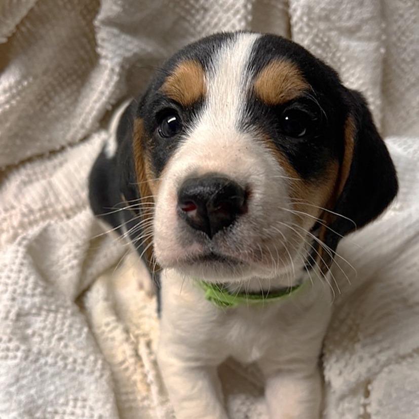 Eve's Pup- Olivia — thumbnail 3