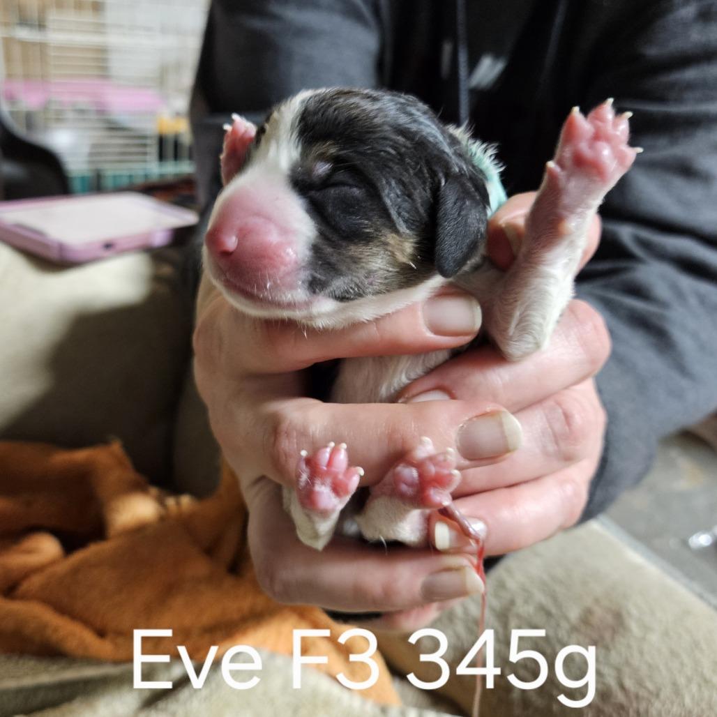 Eve's Pup- Olivia — thumbnail 4