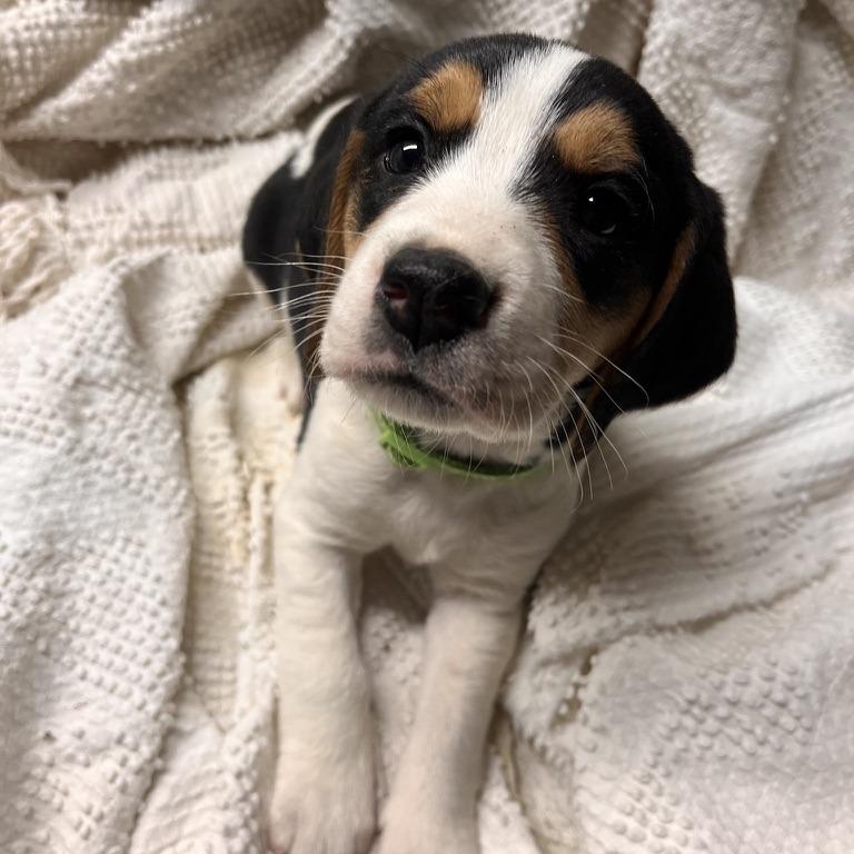 Eve's Pup- Olivia — thumbnail 5