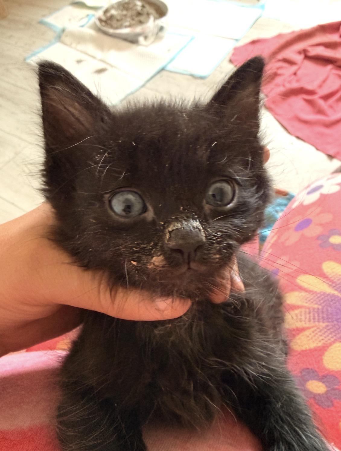 Fluffy, ADOPTABLE, Kitten Female Domestic Short Hair.