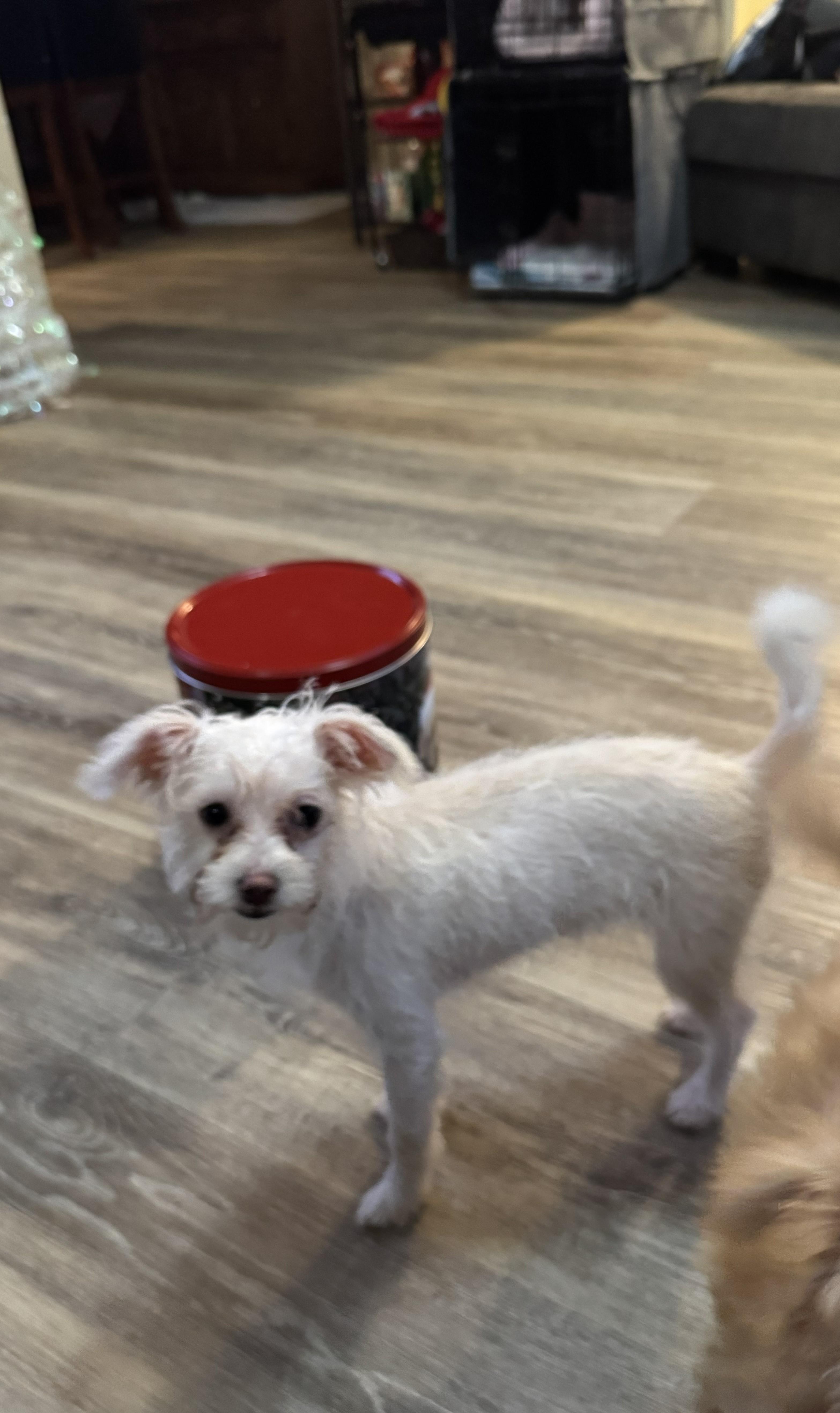 Enlarge Powder , a ADOPTABLE mixed breed in Oakdale, CA image 2/2