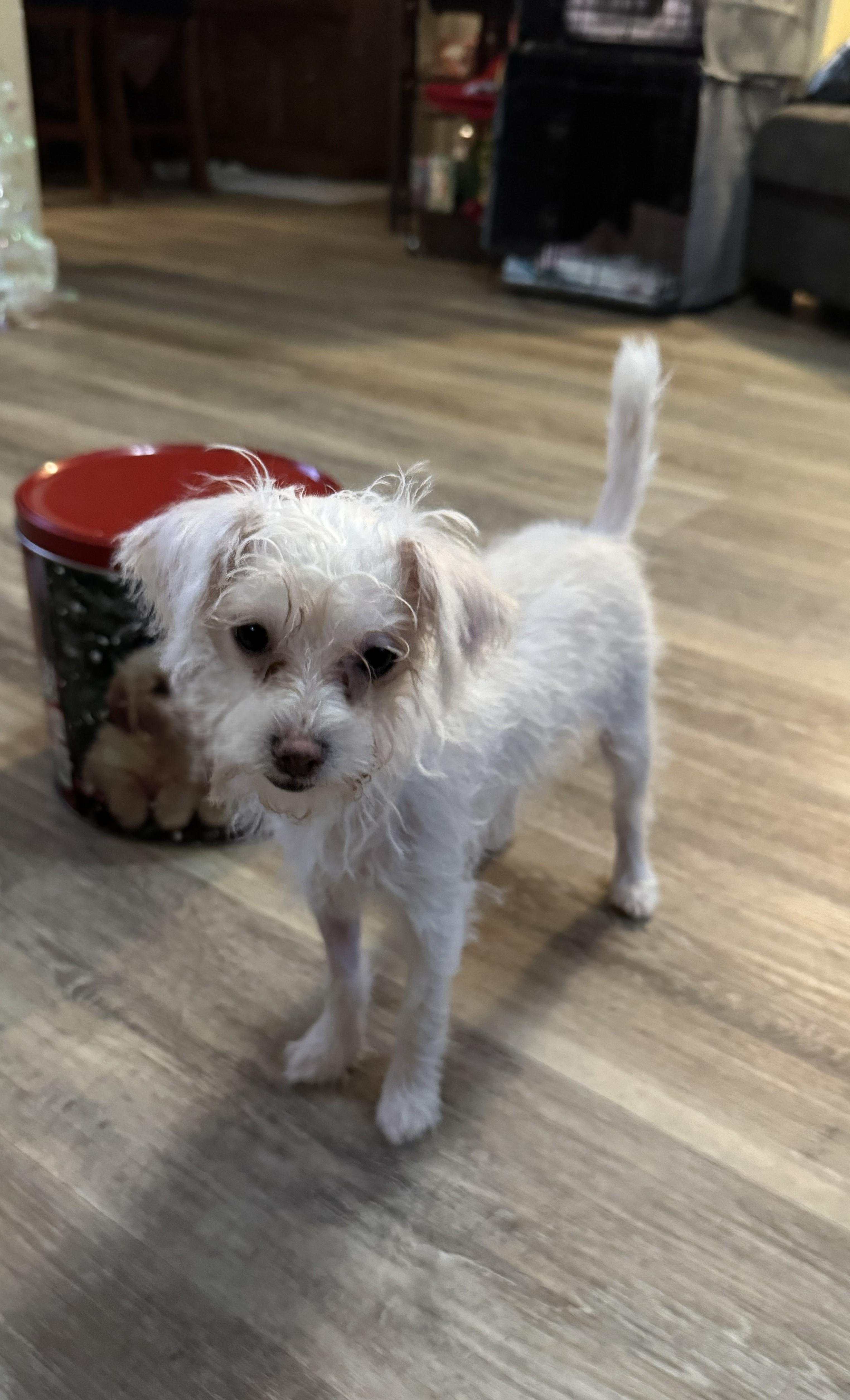 Powder , ADOPTABLE, Puppy Female Terrier.