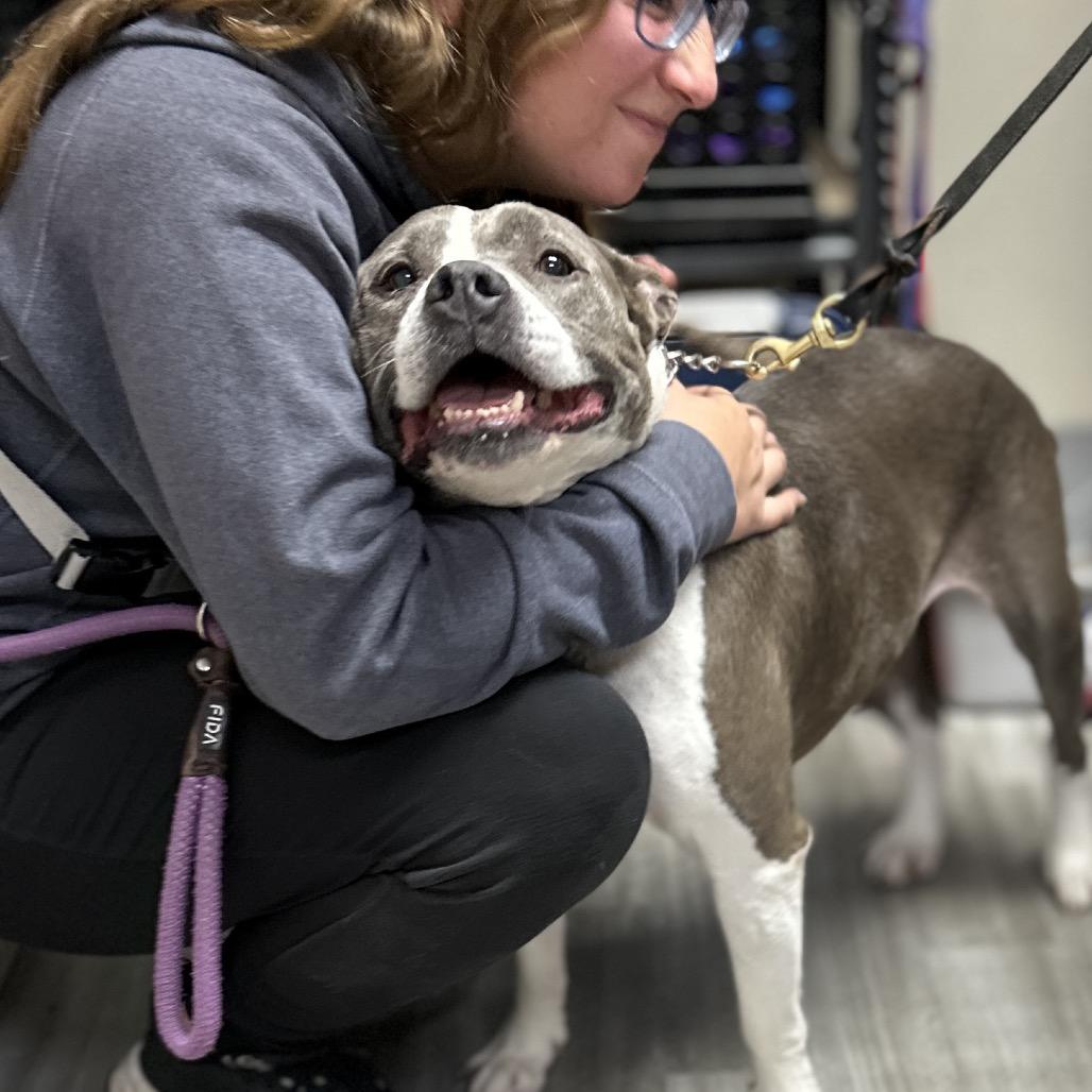 Enlarge Honey, a Adoptable Pit Bull Terrier in Dublin, CA image 4/6