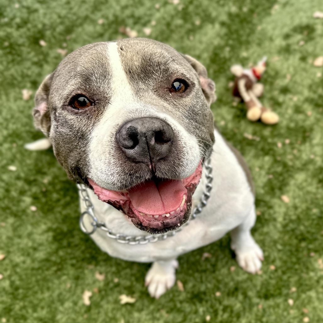Enlarge Honey, a Adoptable Pit Bull Terrier in Dublin, CA image 2/6