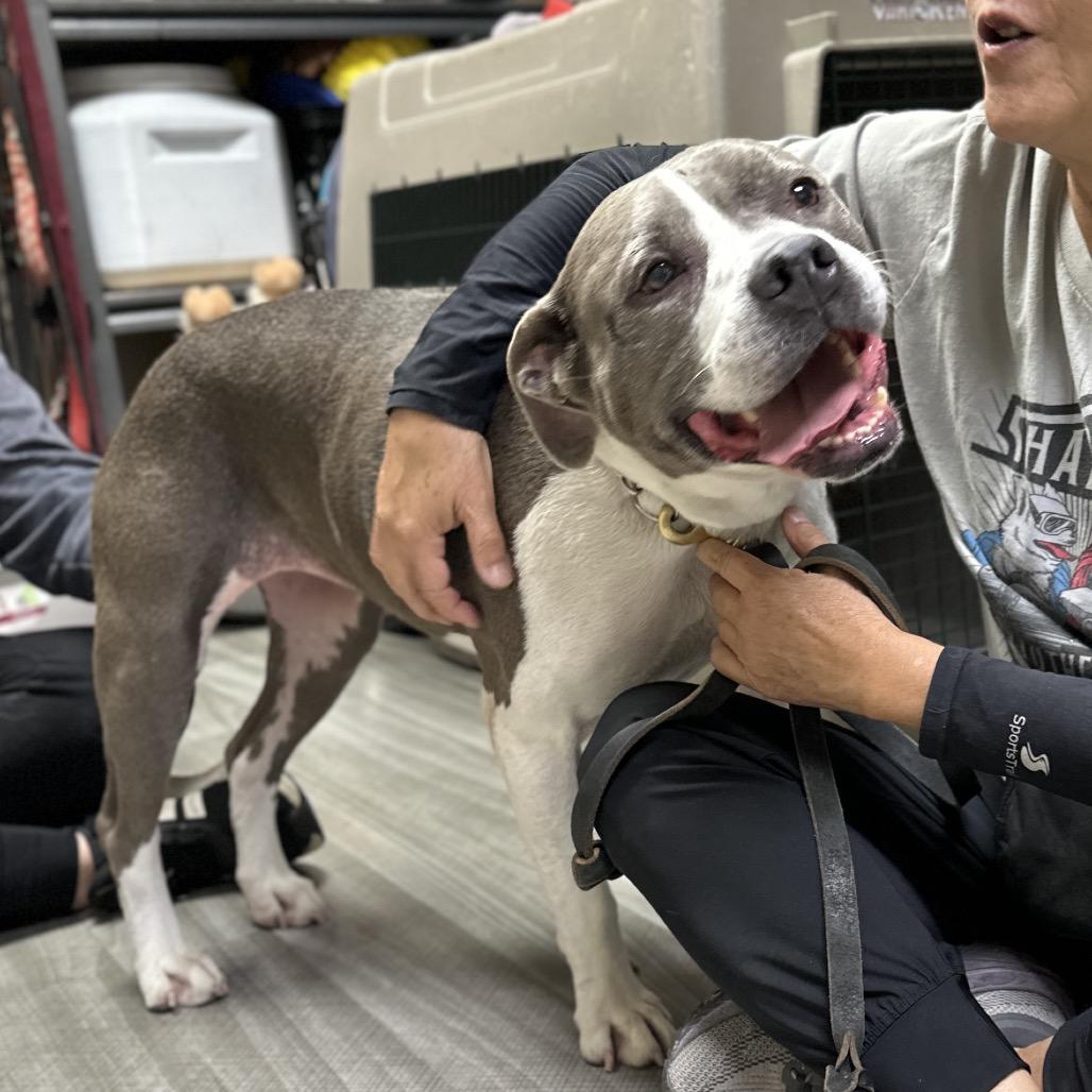 Enlarge Honey, a Adoptable Pit Bull Terrier in Dublin, CA image 5/6